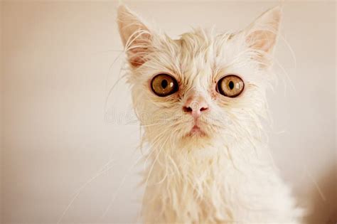 wet kitty porn|Wet Kitty Porn Pics & Naked Photos .